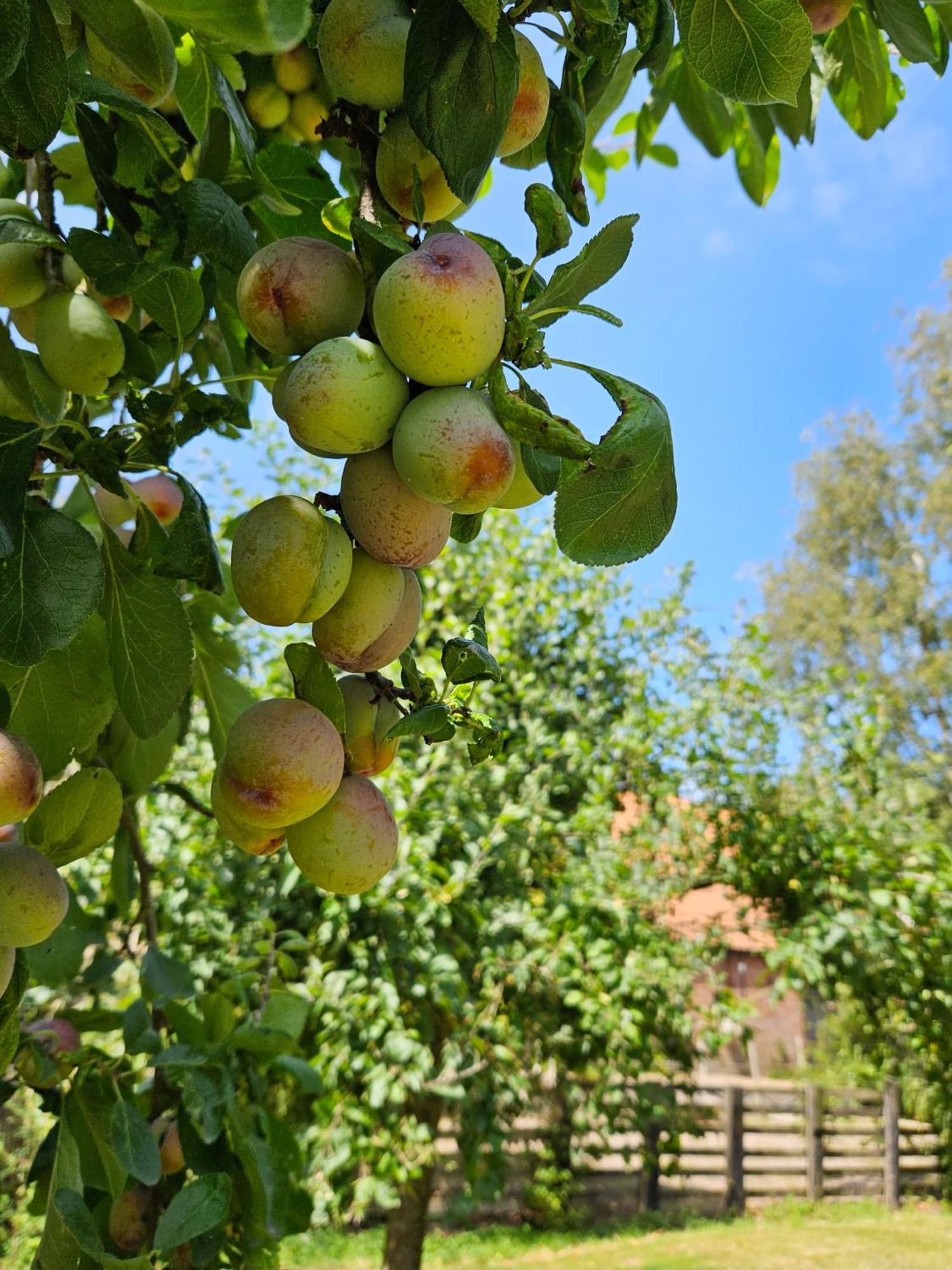 De Zeeuwsche Hoeve Kerkwerve Eksteriør billede